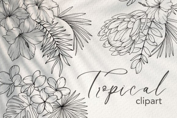 Download Tropical Flower LINE ART. Tropical Plant - Flower line art Collection