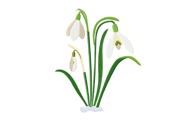 Download Spring Snowdrops - Snowdrops Collection